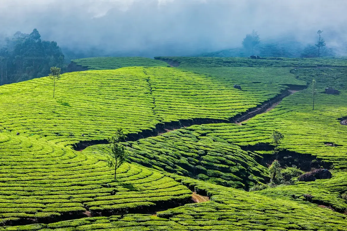 Munnar tea plantations & Echo Point